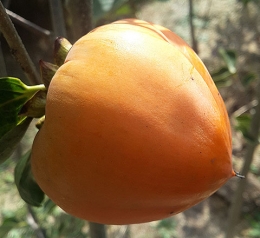 야오끼(왕대봉) 감나무